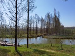 -黄海国家森林公园
