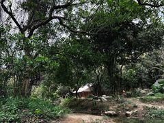 -阳台山森林公园