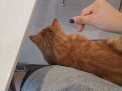 -飞行喵MR PILOT|猫舍·猫咖(静安大融城店)