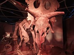 -正佳自然科学博物馆