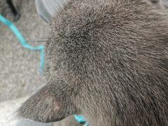 -荔康动物医院(康王北路店)