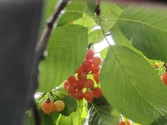 -桃源山庄·水蜜桃采摘·柴火鸡·烧烤团建(龙泉山店)