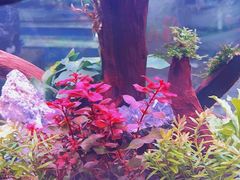 -花鸟鱼虫鲜花绿植市场(玉泉路店)