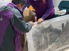 -骆驼日式搬家收纳整理