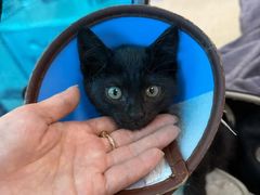 -动物缘宠物医院·骨科·猫科(西二环店)