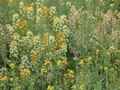 -中国天府农业博览园