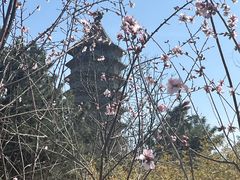 -古塔公园