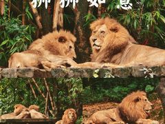 -广州长隆野生动物世界