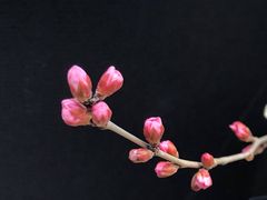 -桃花堤公园