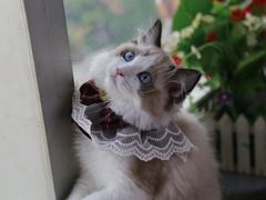 -lincat·猫舍(广州店)