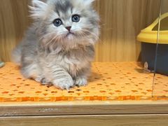 -欣宠猫屋·矮脚拿破仑·蓝金金渐层