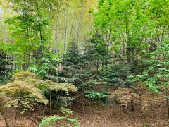 -上海佘山国家森林公园天马山园