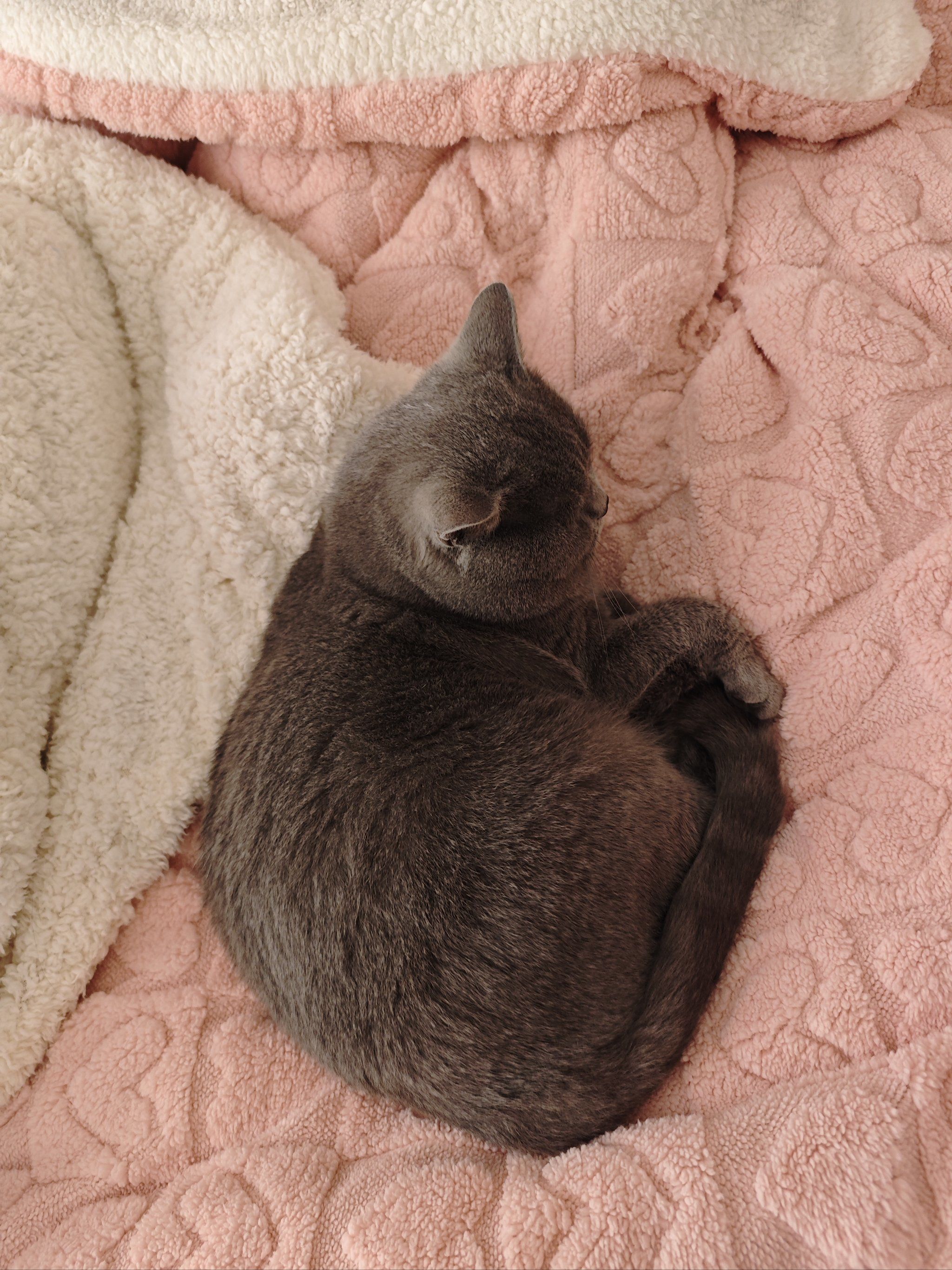 谁能拒绝傻憨憨的小猫咪 #记录猫咪日常 #谁教它这么睡觉的
