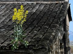 -桑洲油菜花景区