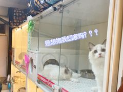 -lincat·猫舍(广州店)