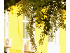 -三里屯东五街银杏大道