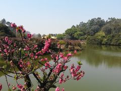 -南国桃园旅游度假区