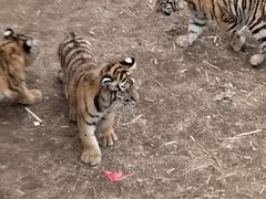 -西霞口神雕山野生动物世界