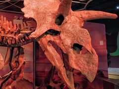 -正佳自然科学博物馆