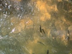 -小七孔景区-六十八级跌水瀑布