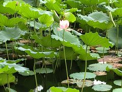 -荔湾湖公园