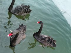 -石家庄市动物园