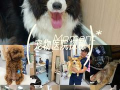 -康成宠物医院24H·CT·核磁共振