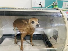 -宠颐生中康贝怡动物医院