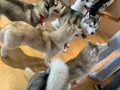 -Husky Go! 哈士奇体验馆·宠物咖啡厅狗咖