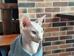 -蓝鲸·缅因猫舍