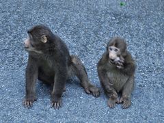 -西岭雪山大飞水景区