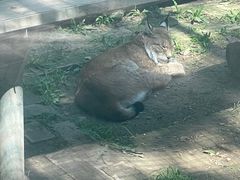 -青藏高原野生动物园