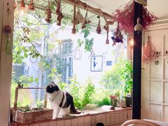 -海边的猫和咖啡馆