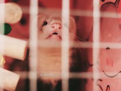 -浣熊柯尔鸭土拨鼠·电玩咖