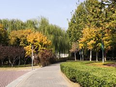 -大兴滨河森林公园