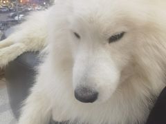 -谐和贝康宠物医院24小时·宠保定点(急重症转诊中心)