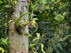 -莫里热带雨林景区