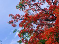 -攀枝花公园