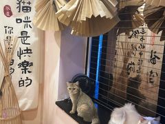 -楼上猫咖(罗湖店)