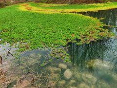 -桤木河湿地公园