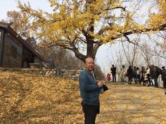 -千年银杏谷文化旅游区