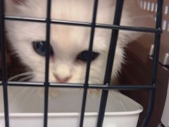 -瑞派福兴宠物医院犬猫全科·骨科·中西医结合(河东店)