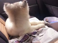 -趣玩宠物乐园寄养训犬训狗游泳池