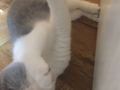 -伟伟宠物医院·CT影像中心·瑞派犬猫综合性门诊(汉口总院)