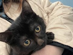 -纳吉亚猫专科动物诊疗中心(蒋宅口分院)