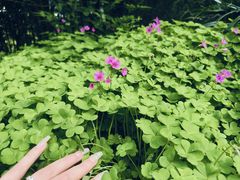 -上海吴淞炮台湾国家湿地公园