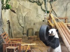 -深圳野生动物园