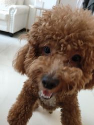 -AYA FACE 微注颜·德式半永久定妆