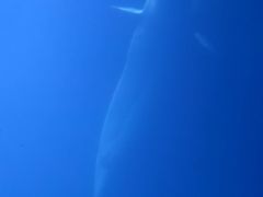 -大连圣亚海洋世界