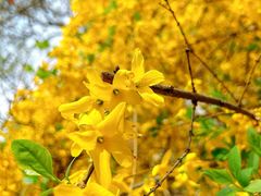 -桃花堤公园
